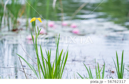見沼自然公園 水辺に咲くキショウブ 見沼自然公園 水辺に咲くキショウブ 56762317
