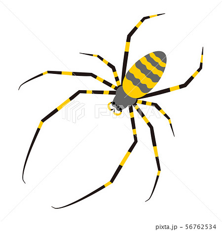 蜘蛛 ジョロウグモ イラスト クリップアートのイラスト素材