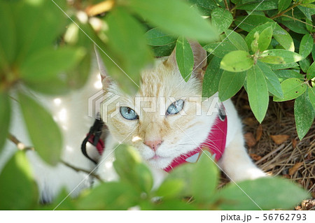 木陰から見つめる猫 56762793