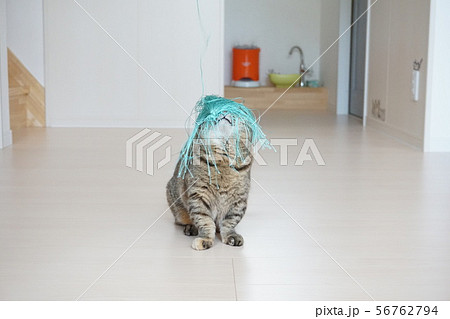 猫に落ちてきたもの 猫に落ちてきたもの 56762794