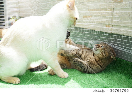 喧嘩する猫 喧嘩する猫 56762796