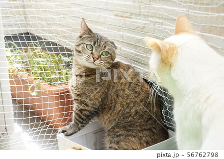 睨む猫 56762798
