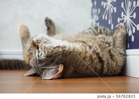 猫のヘソ天 56762835