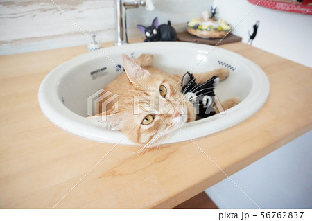 洗面台に入る猫の写真素材