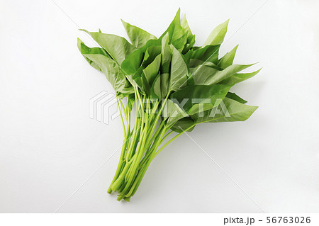 エンサイ エンサイ 56763026