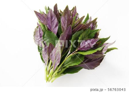 金時草 金時草 56763043