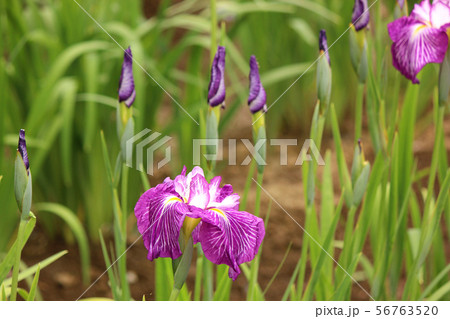 吹上しょうぶ公園の6月(3) 56763520