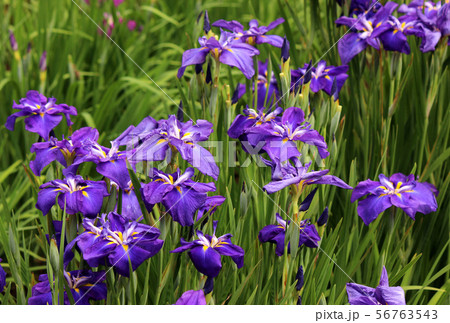 見ごろとなった吹上しょうぶ公園のハナショウブ(5) 見ごろとなった吹上しょうぶ公園のハナショウブ(5) 56763543