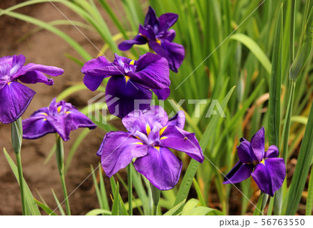 青梅市にある吹上しょうぶ公園(5) 56763550