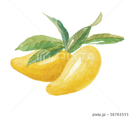 アフリカンマンゴー 56763555