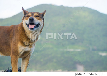日本に生息する野良犬 56763686