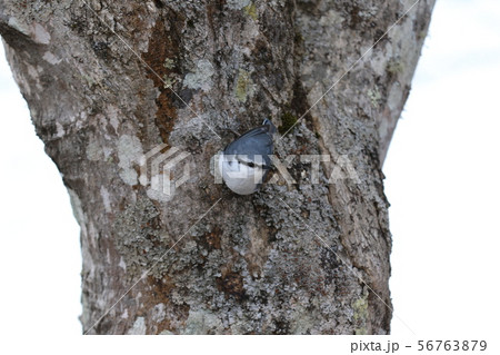 ゴジュウカラ 56763879