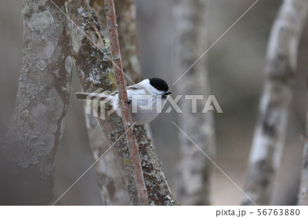 ハシブトガラ ハシブトガラ 56763880