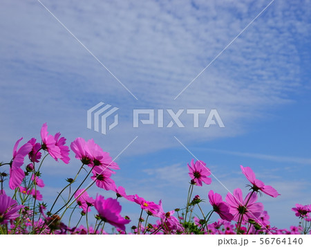青空バックに見上げた「コスモス」の風景 1 56764140
