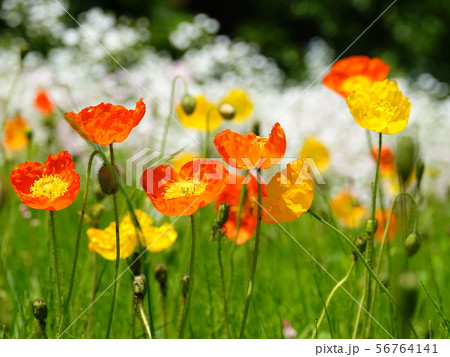 綺麗に咲き誇る「シャーレポピー畑」の風景 56764141
