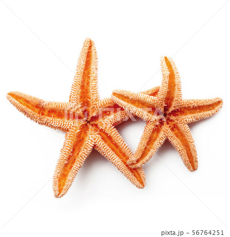 starfish on white background 56764251