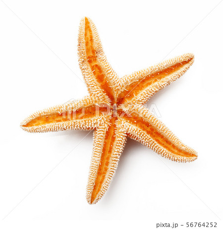 starfish on white background 56764252