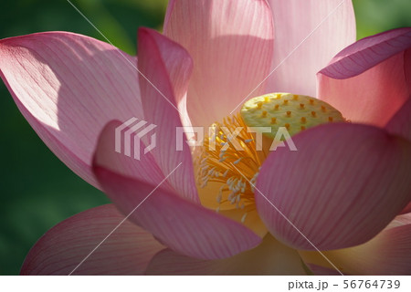 蓮の花 蓮の花 56764739