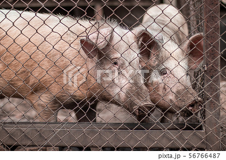 Meat industry. Pigs on the farm. Pig breeding, Meat industry. Pigs on the farm. Pig breeding, 56766487