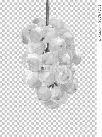 Grapes grapes seto giants watercolor monotone Grapes grapes seto giants watercolor monotone 56767711