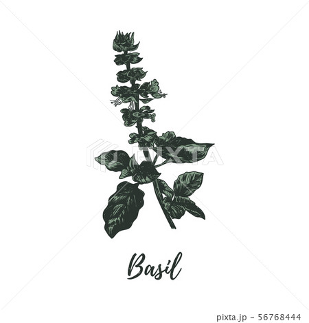 basil sketch drawing. basil vector illustration.  56768444