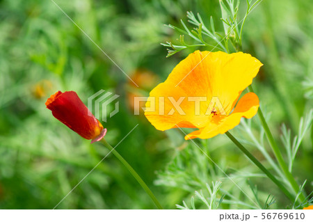 yellow flower escholzia or Californian poppy in th 56769610