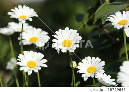 マーガレット 56769685