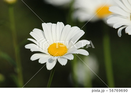 マーガレット 56769690