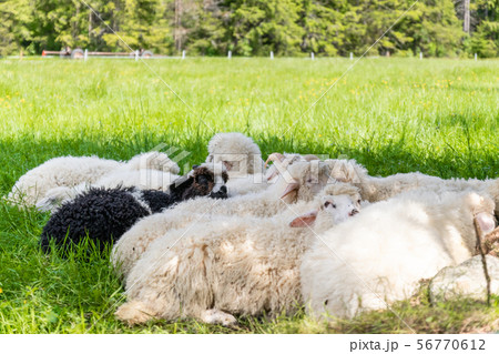 Raised livestock. Flock of sheep lying in a green 56770612