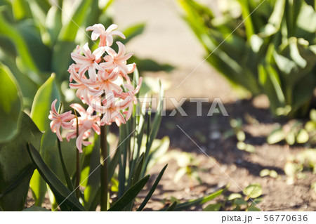 Light pink hyacinth flower in a garden. 56770636