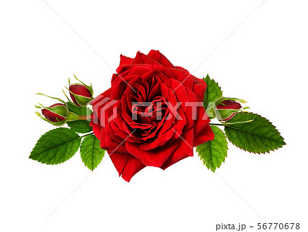 Red rose flowers in a floral arrangement Red rose flowers in a floral arrangement 56770678