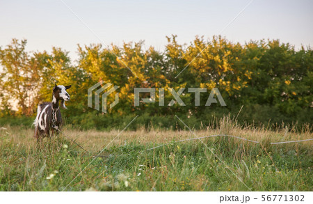 Black white spotted goat on green summer meadow. Black white spotted goat on green summer meadow. 56771302