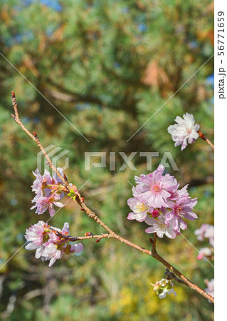 京都御苑の不断桜 京都御苑の不断桜 56771659