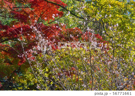 京都御苑の不断桜 京都御苑の不断桜 56771661