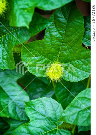 bud of passionflower (Passiflora foetida L.) bud of passionflower (Passiflora foetida L.) 56772136
