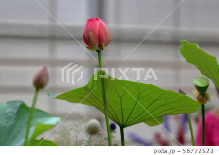 Bright fresh water lily bud 56772523
