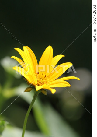 キクイモモドキ 56772603