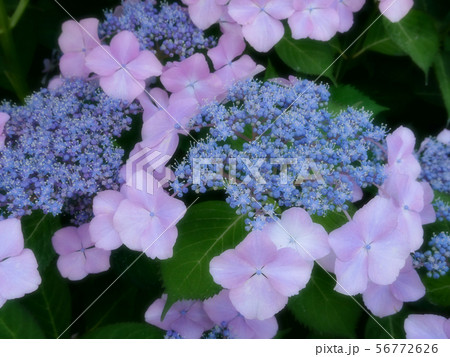 額紫陽花 56772626