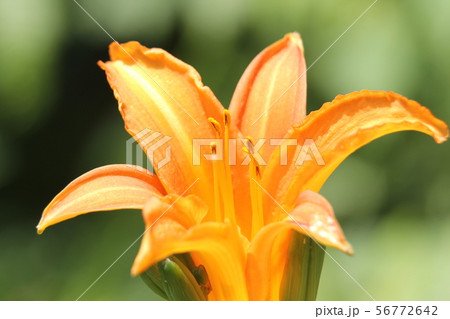 ノカンゾウ ノカンゾウ 56772642