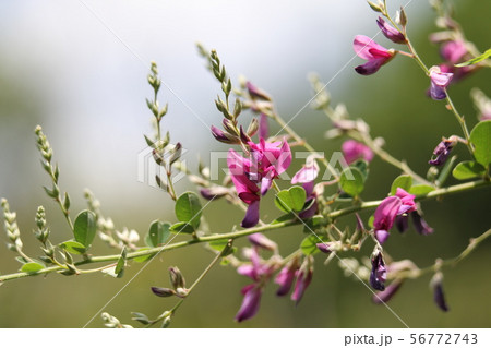 マルバハギ マルバハギ 56772743