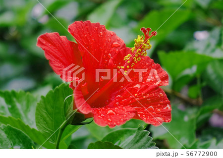 夏の花(ハイビスカス) 夏の花(ハイビスカス) 56772900