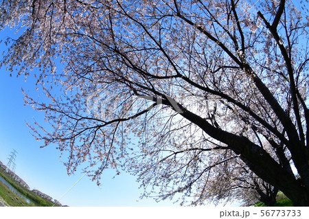 加治川治水記念公園桜並木（新潟県） 56773733