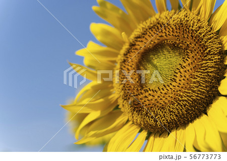 ひまわり ひまわり 56773773