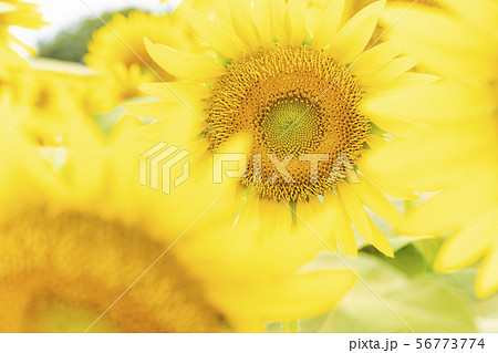 ひまわり ひまわり 56773774