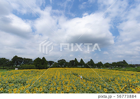 座間のひまわり畑 56773884