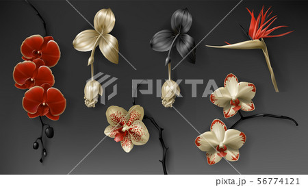 Tropical black, red and gold orchid flower on dark 56774121