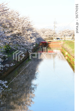 すご堀の桜並木(新潟県) すご堀の桜並木(新潟県) 56774391