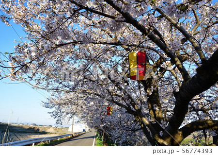 すご堀の桜並木(新潟県) すご堀の桜並木(新潟県) 56774393