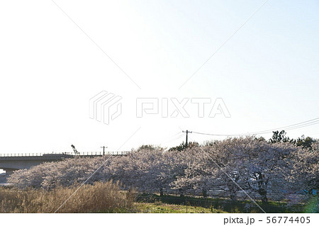 すご堀の桜並木(新潟県) すご堀の桜並木(新潟県) 56774405