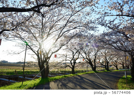 すご堀の桜並木(新潟県) すご堀の桜並木(新潟県) 56774406